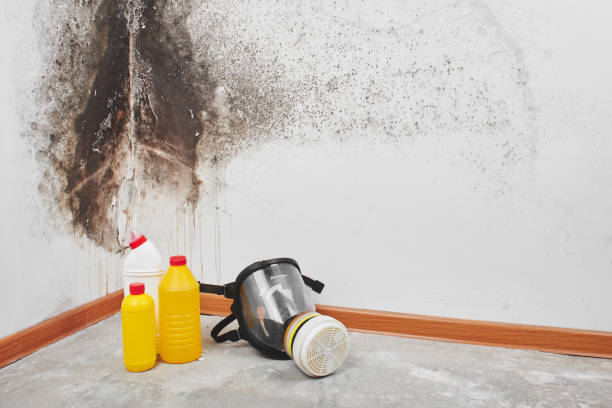 Best Localized Mold Remediation (e.g., coastal areas, humid climates) in Panama, OK
