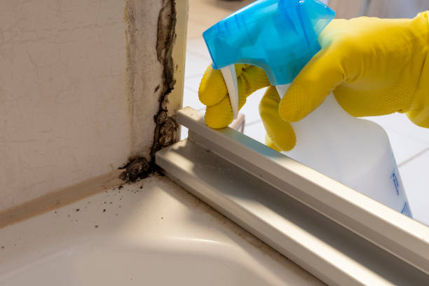 Best Health and Safety Mold Remediation in Panama, OK