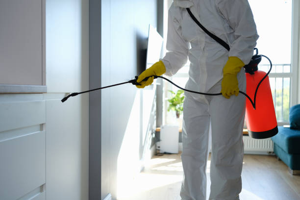 Best Basement Mold Remediation in Panama, OK