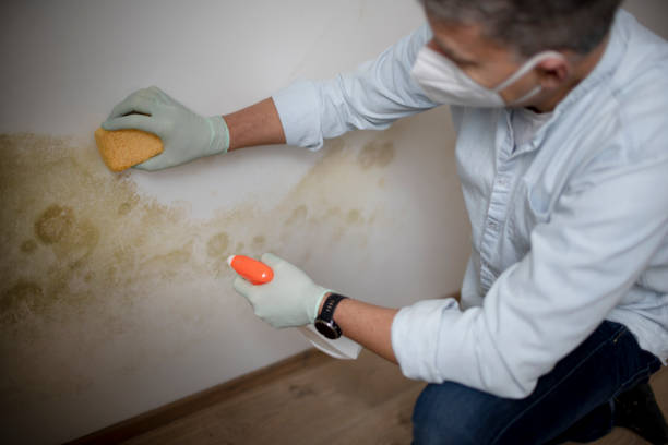 Trusted Panama, OK Mold Remediation Experts