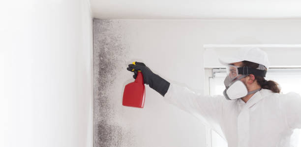 Reliable Panama, OK Mold Remediation Solutions