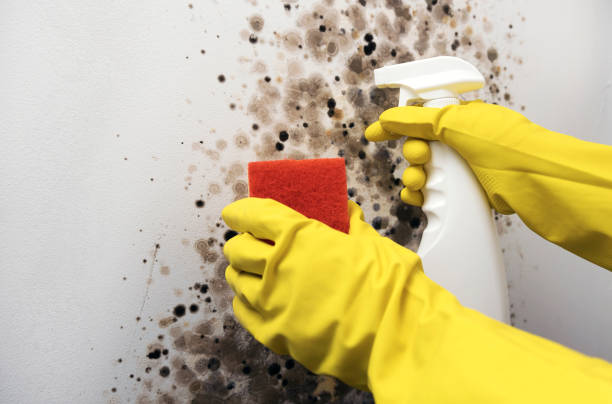Best DIY Mold Remediation Support Services in Panama, OK