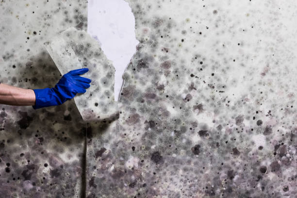 Best Industrial Mold Remediation in Panama, OK